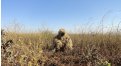 Маскировочный халат Taganrog Друид – купить по цене 3500 руб. в интернет-магазине в городе Липецк картинка 17